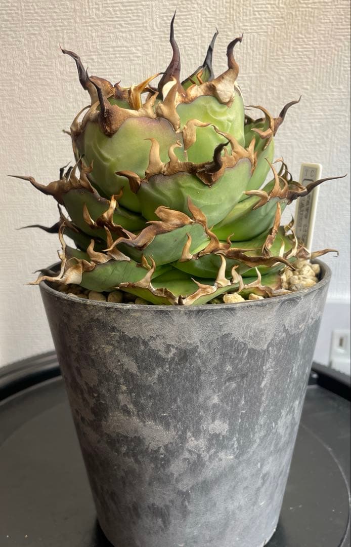 親株出品ハデス　黒帝斯　くねくね　鉢ごとゆうゆうメルカリ便発送