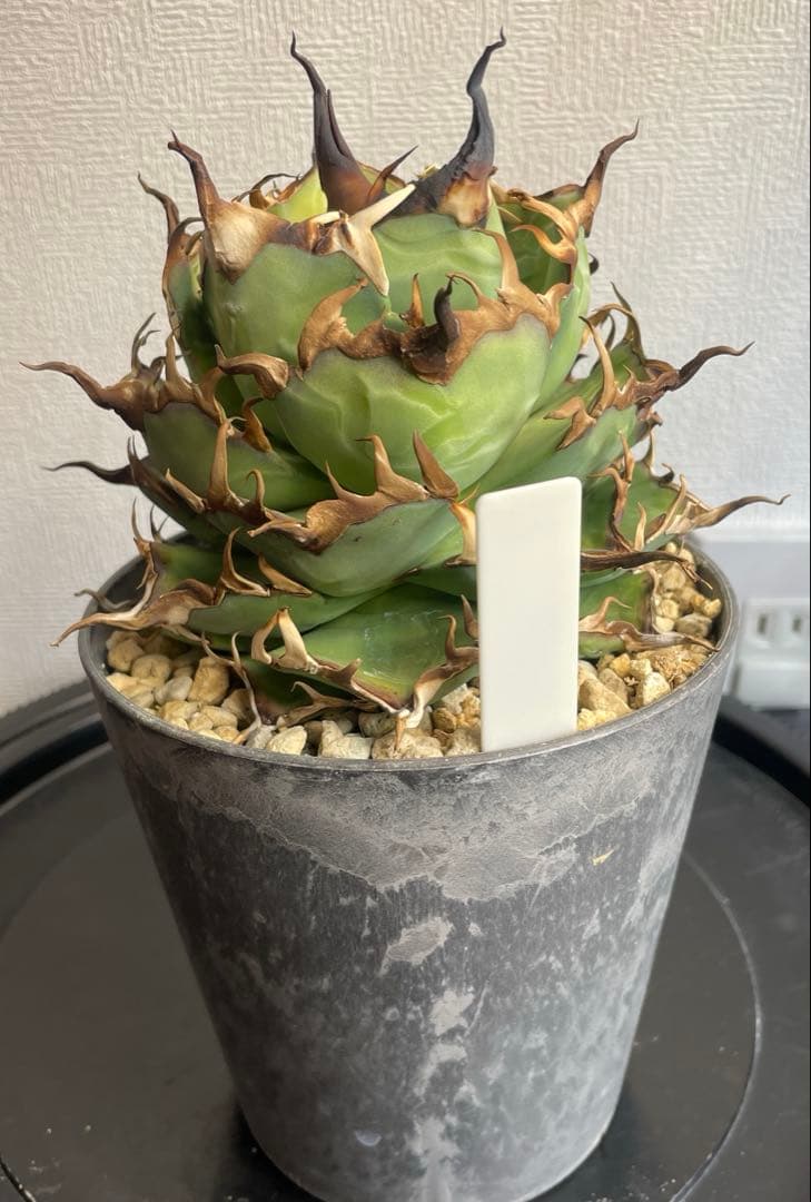 親株出品ハデス　黒帝斯　くねくね　鉢ごとゆうゆうメルカリ便発送