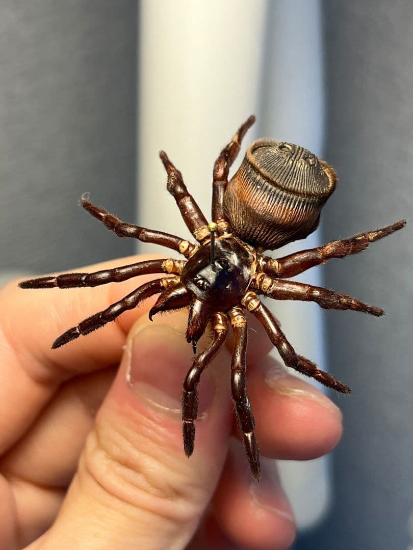 【極美展足】シリキレグモ トラップドアスパイダー タランチュラ ムカデ