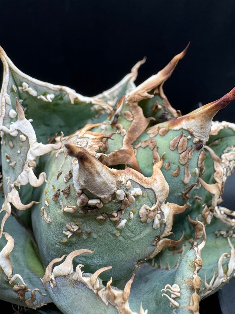 アガベ 金蟾 子株 良血統