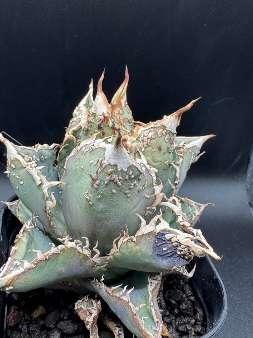 アガベ 金蟾 子株 良血統