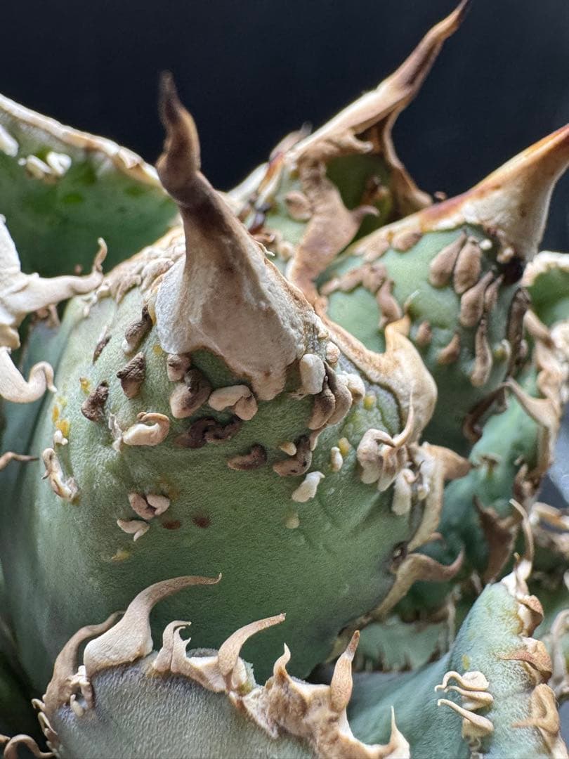 アガベ 金蟾 子株 良血統