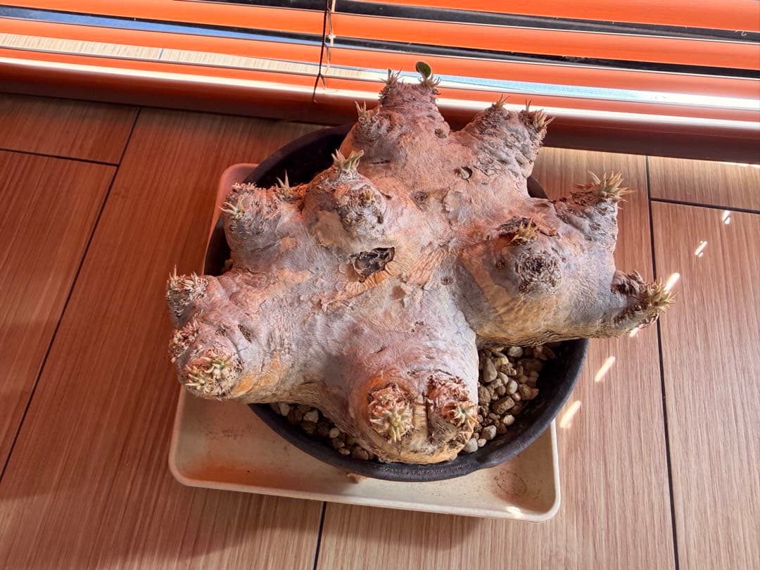 パキポディウム 恵比寿笑い