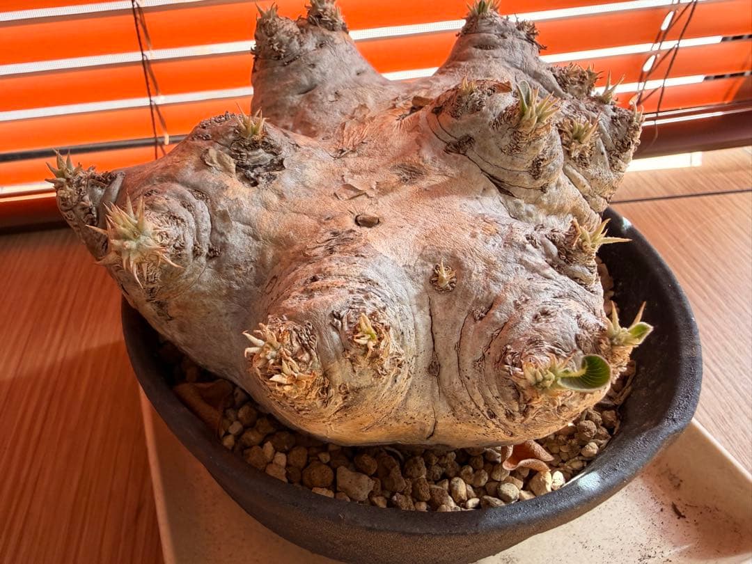 パキポディウム 恵比寿笑い