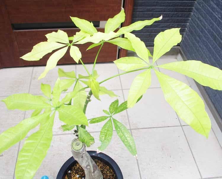 【現品】斑入りパキラ　パキラ　ムーンライト　8号鉢　K8番