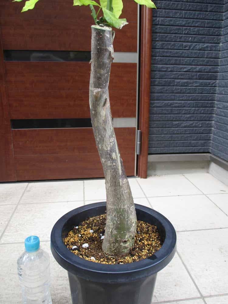 【現品】斑入りパキラ　パキラ　ムーンライト　8号鉢　K8番