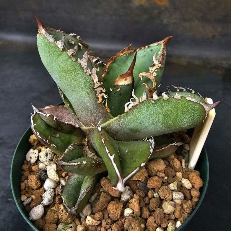 メルカリ便発送&ロウルサンコさんラベル付き☆アガベ ロック