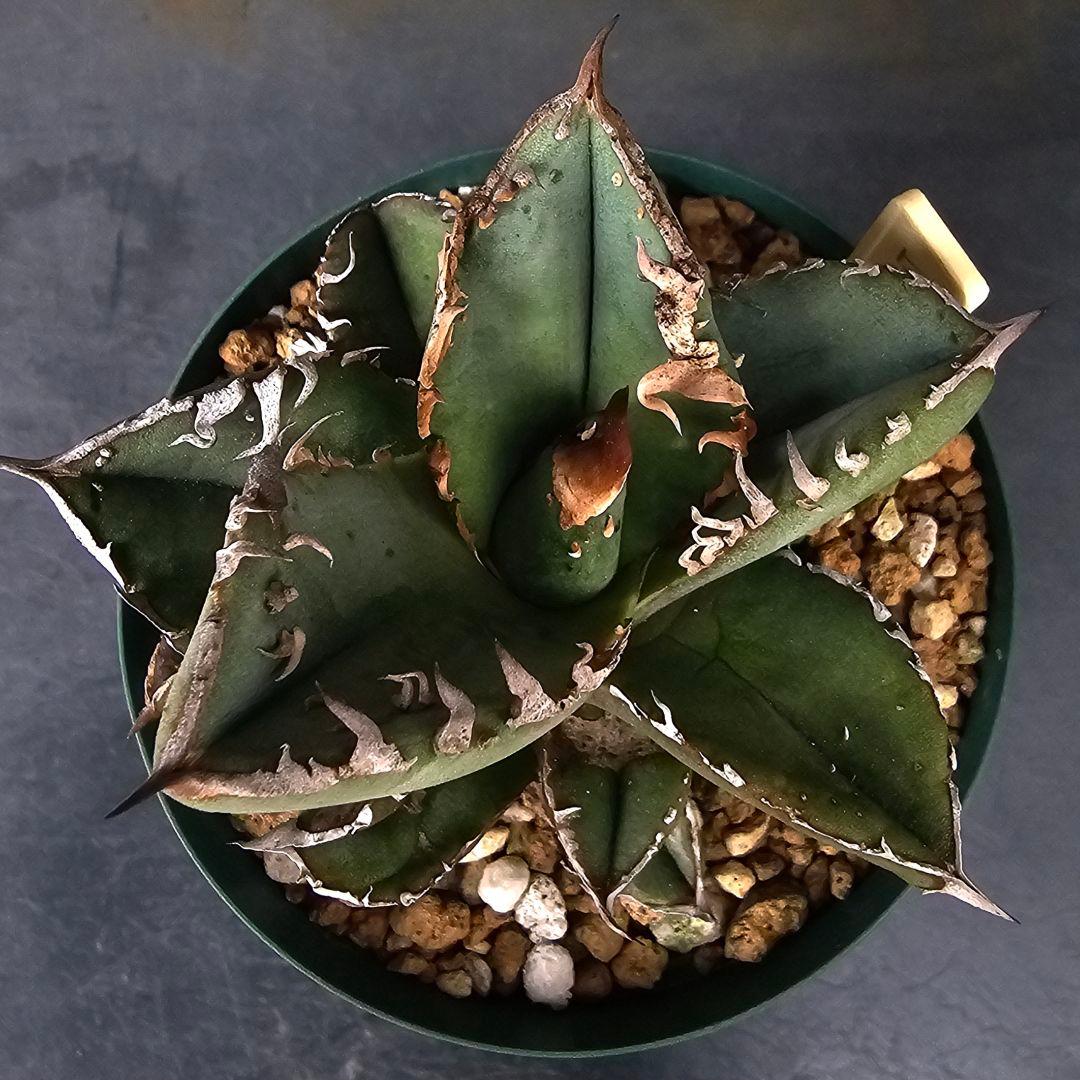 メルカリ便発送&ロウルサンコさんラベル付き☆アガベ ロック