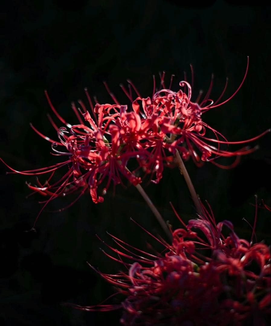 PENTAX Super Takumar 55mm f1.8 後期型