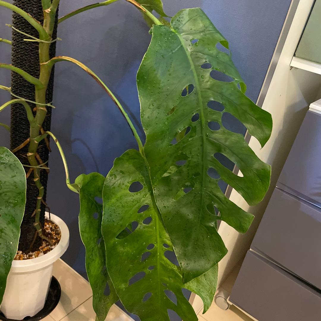 特大 モンステラ デュビア 希少