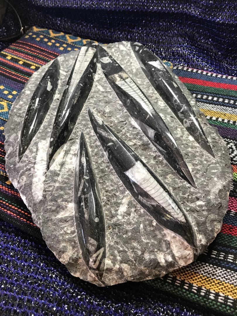 モロッコ産【オルソセラス群/直角貝群】古生代デボン紀/化石[002