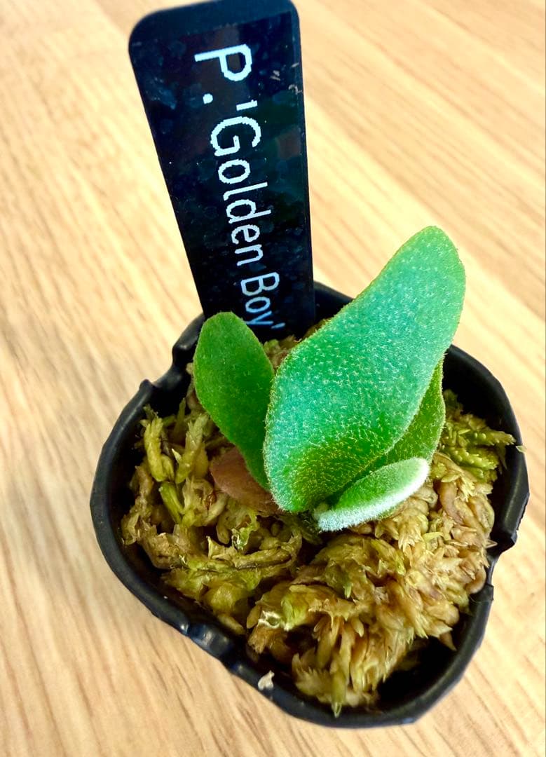 ビカクシダ　セット ジェニー　金童　OMG