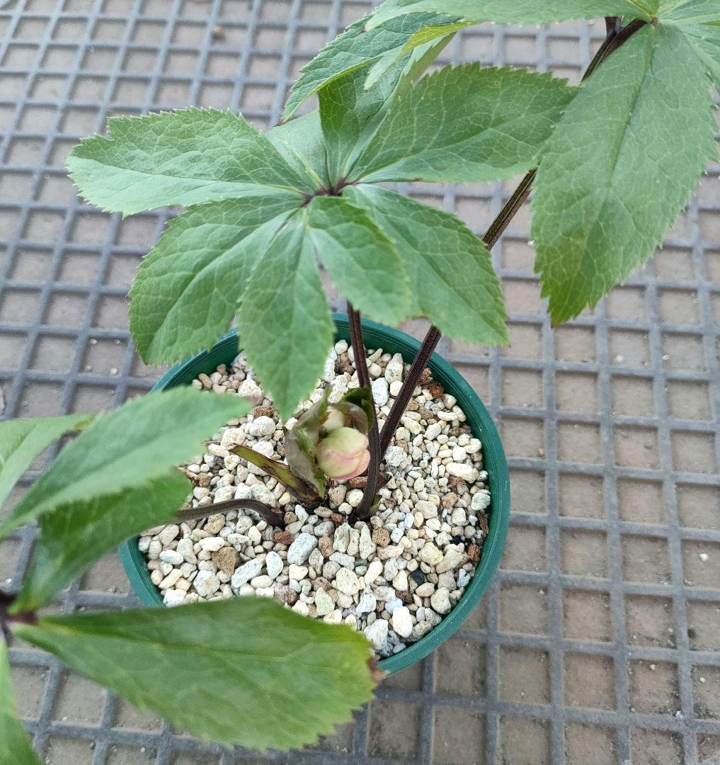 クリスマスローズ　苗