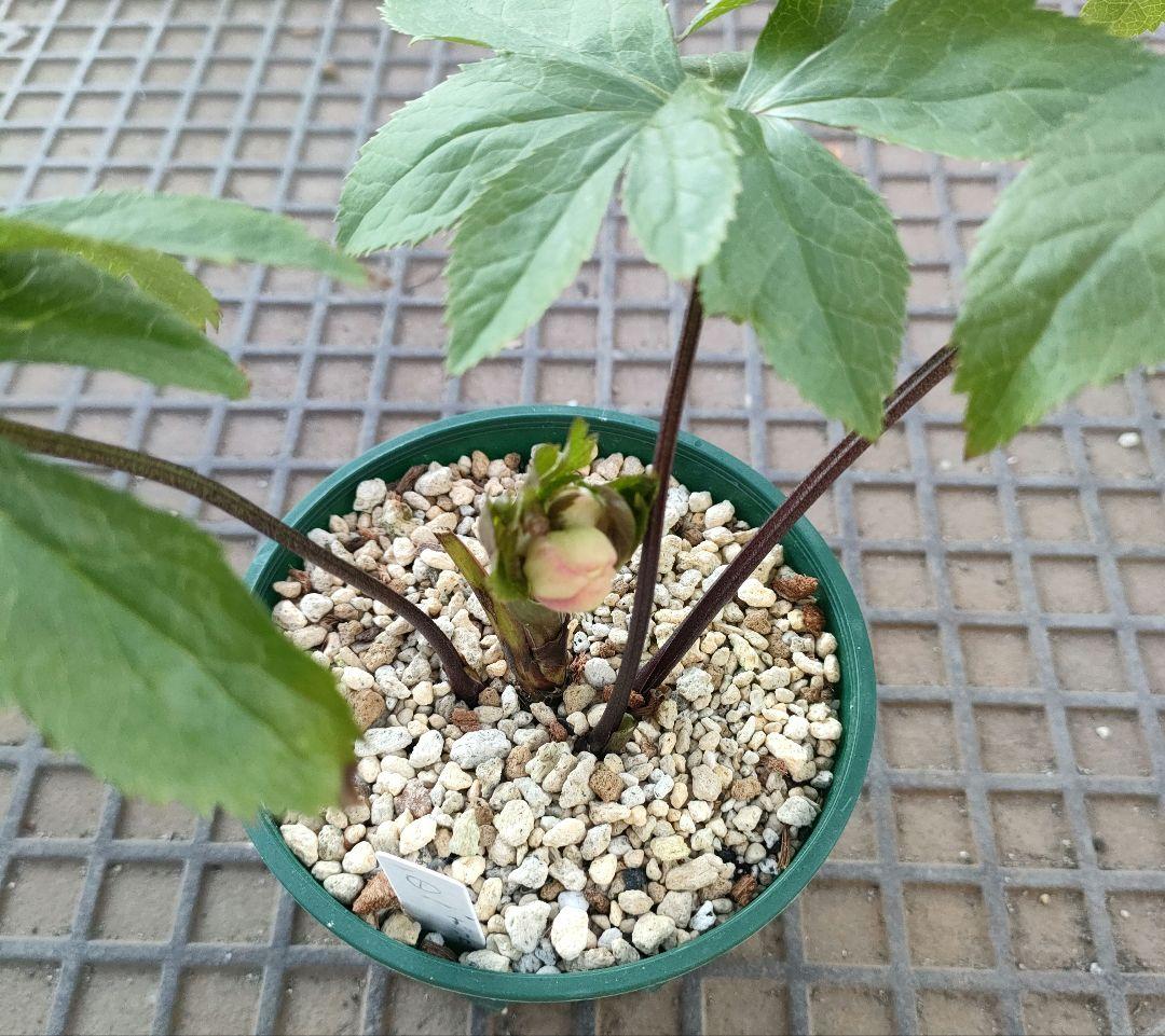 クリスマスローズ　苗