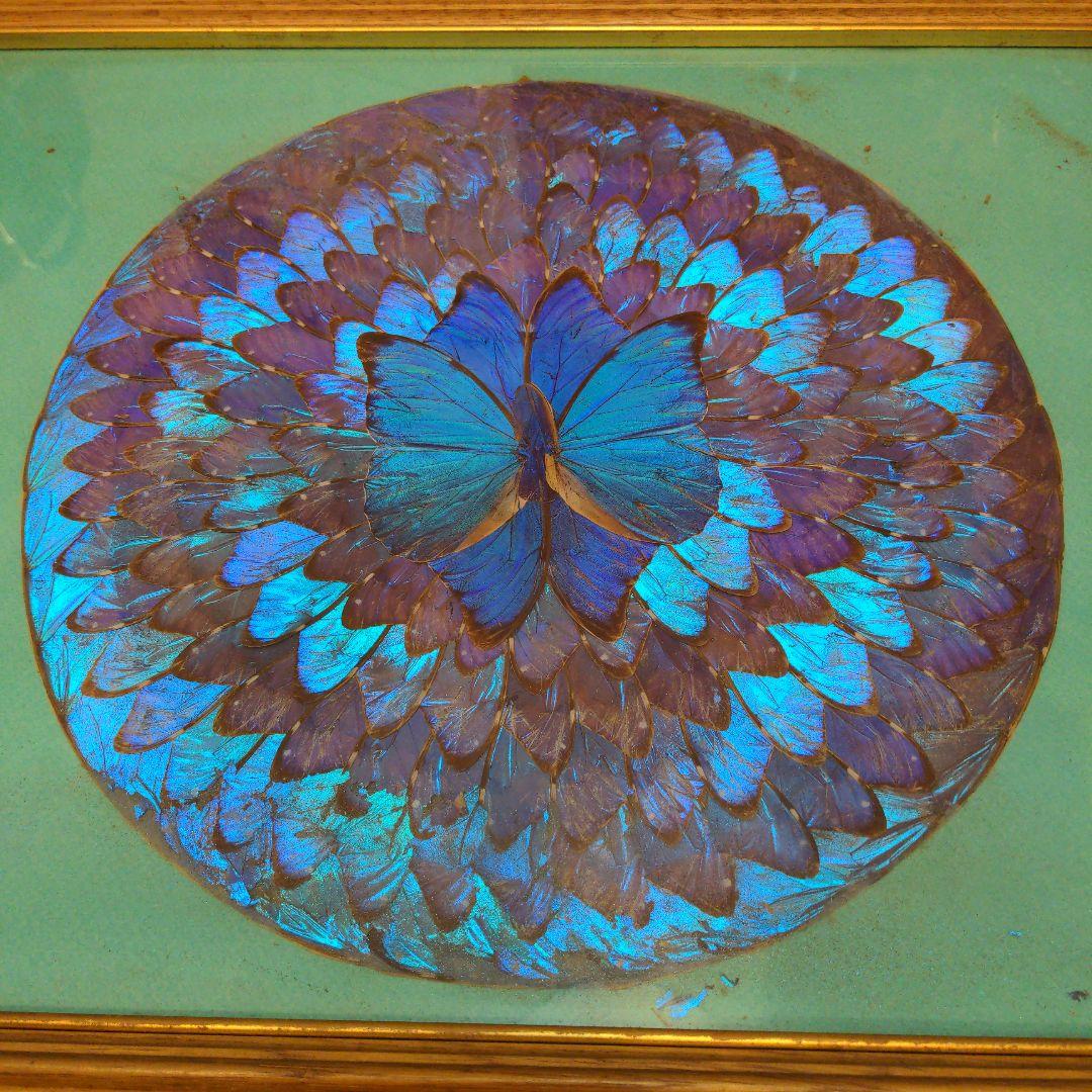 モルフォ蝶 アート 額縁付