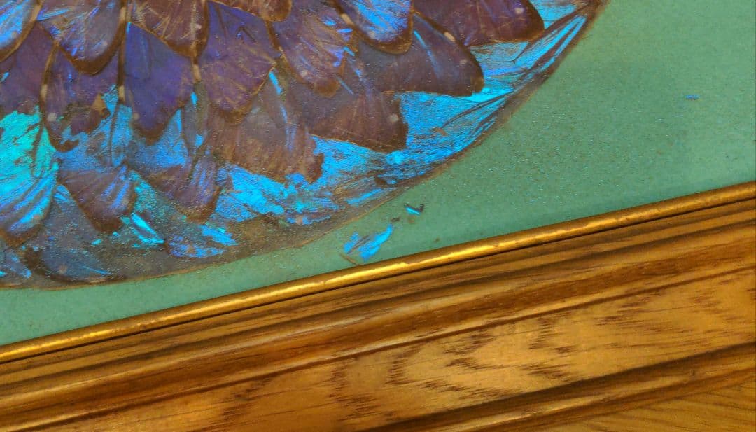 モルフォ蝶 アート 額縁付