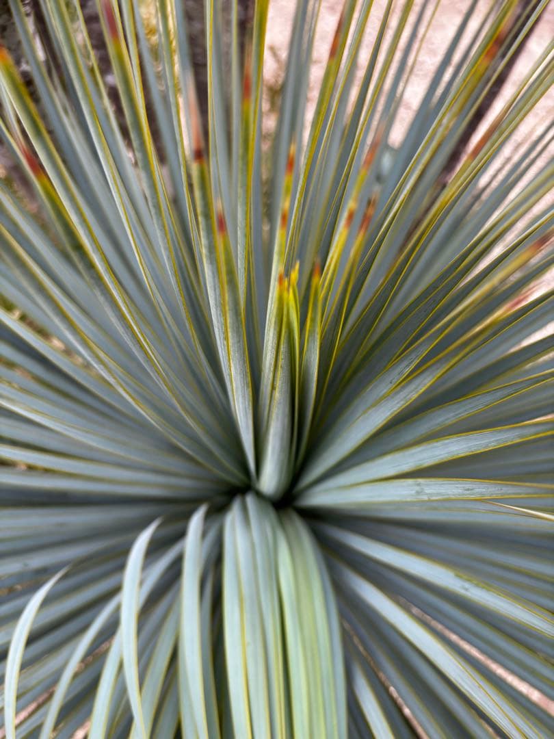 いぬ　太株　ユッカロストラータ　ブルーサンダー　タグ付き