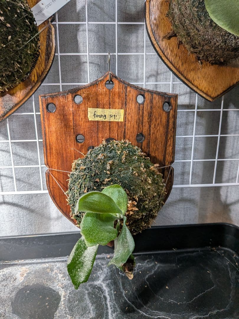 【横浜 引き取り限定】ビカクシダ4種　OMG フーンシキ リドレー ネザーランド