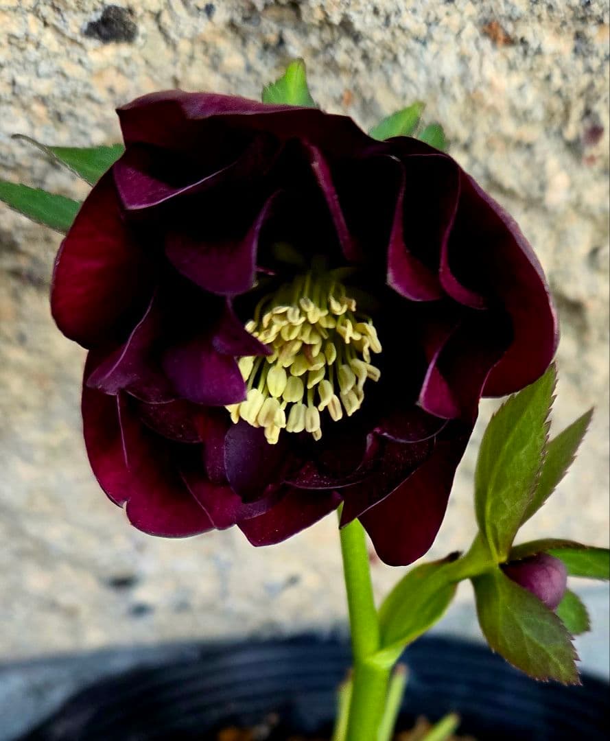 クリスマスローズ　グロッシーカラー