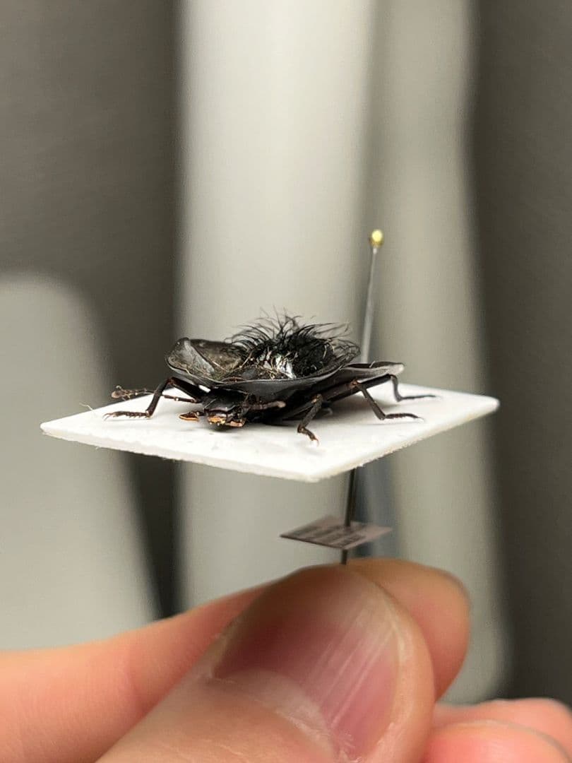 【属内最高峰】パイザラゴミムシ 巨大 昆虫標本 標本 甲虫 オサムシ ハンミョウ