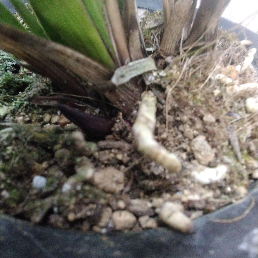 しみもか　キンリョウヘン　日月　常盤錦　花芽付　4号鉢　４個セット