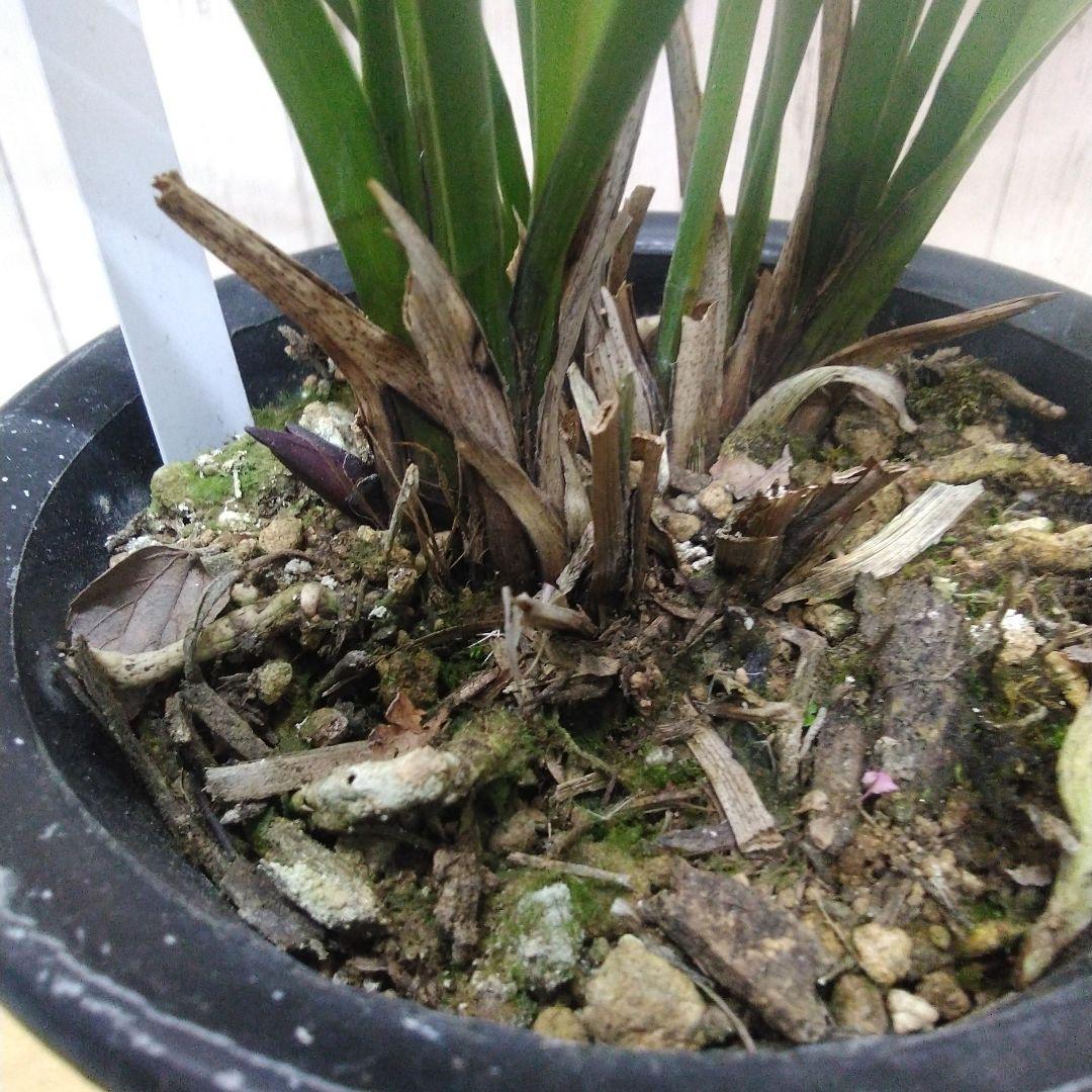 しみもか　キンリョウヘン　日月　常盤錦　花芽付　4号鉢　４個セット