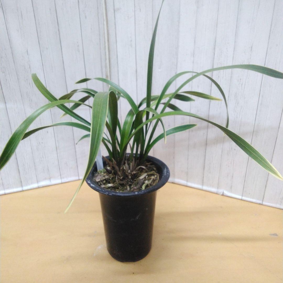 しみもか　キンリョウヘン　日月　常盤錦　花芽付　4号鉢　４個セット