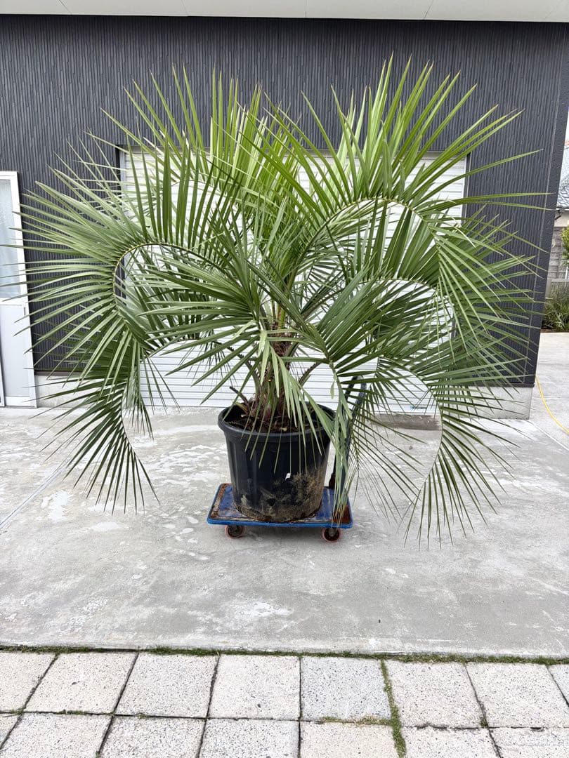 ★現地引渡し限定★ココスヤシ★170センチ★