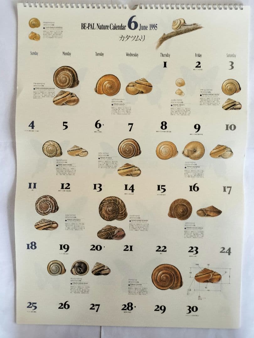 BE-PAL ビーパル カレンダー 新品未使用 1995年　ヴィンテージ