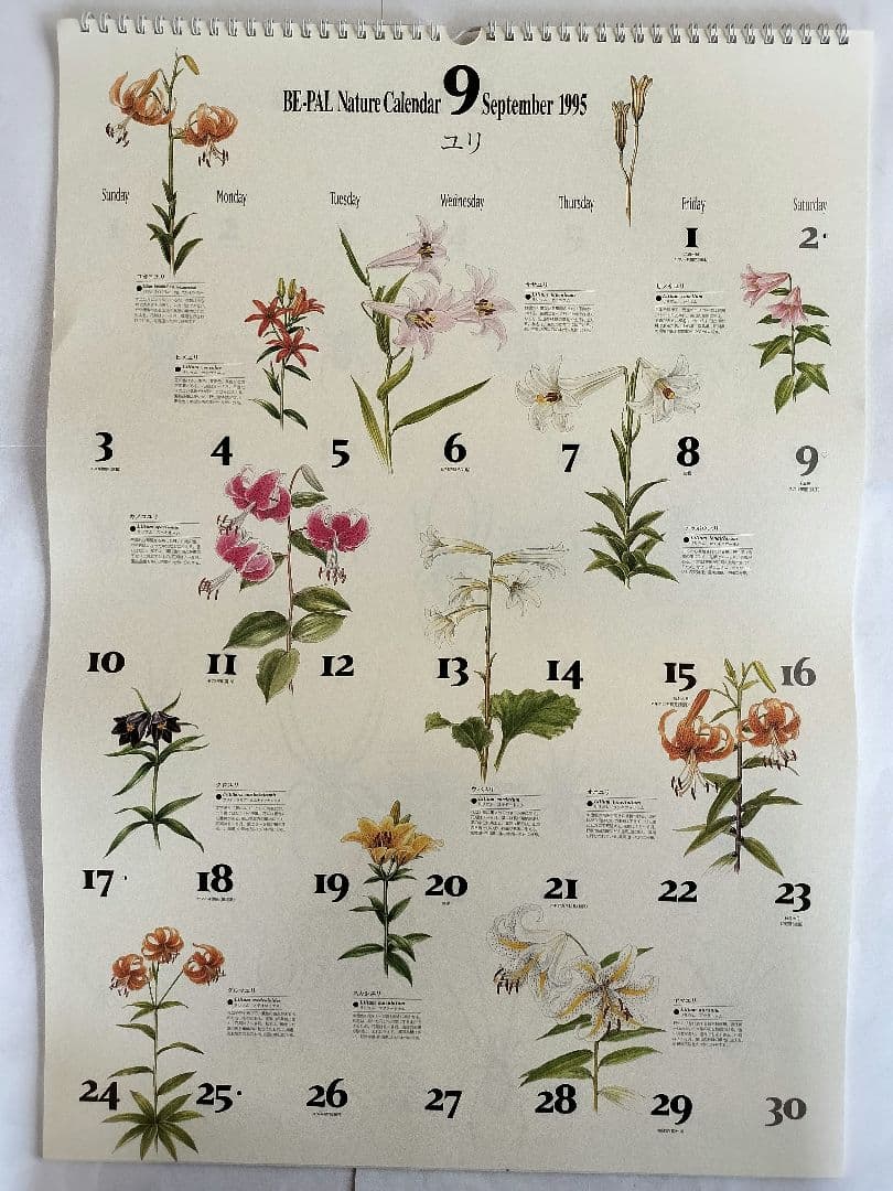 BE-PAL ビーパル カレンダー 新品未使用 1995年　ヴィンテージ