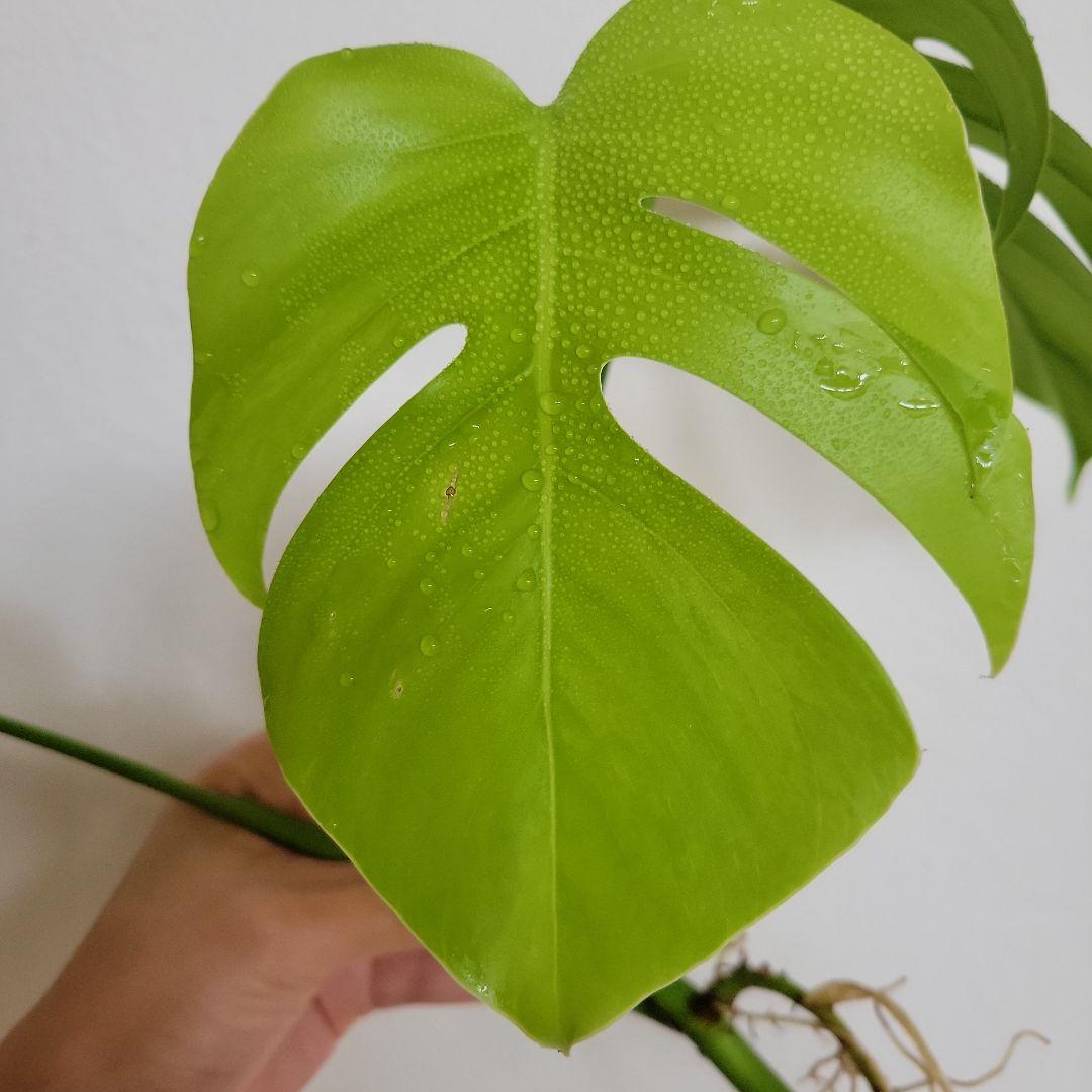 斑入りモンステラ☆お買い得！セブブルーミントトップカット発根済み