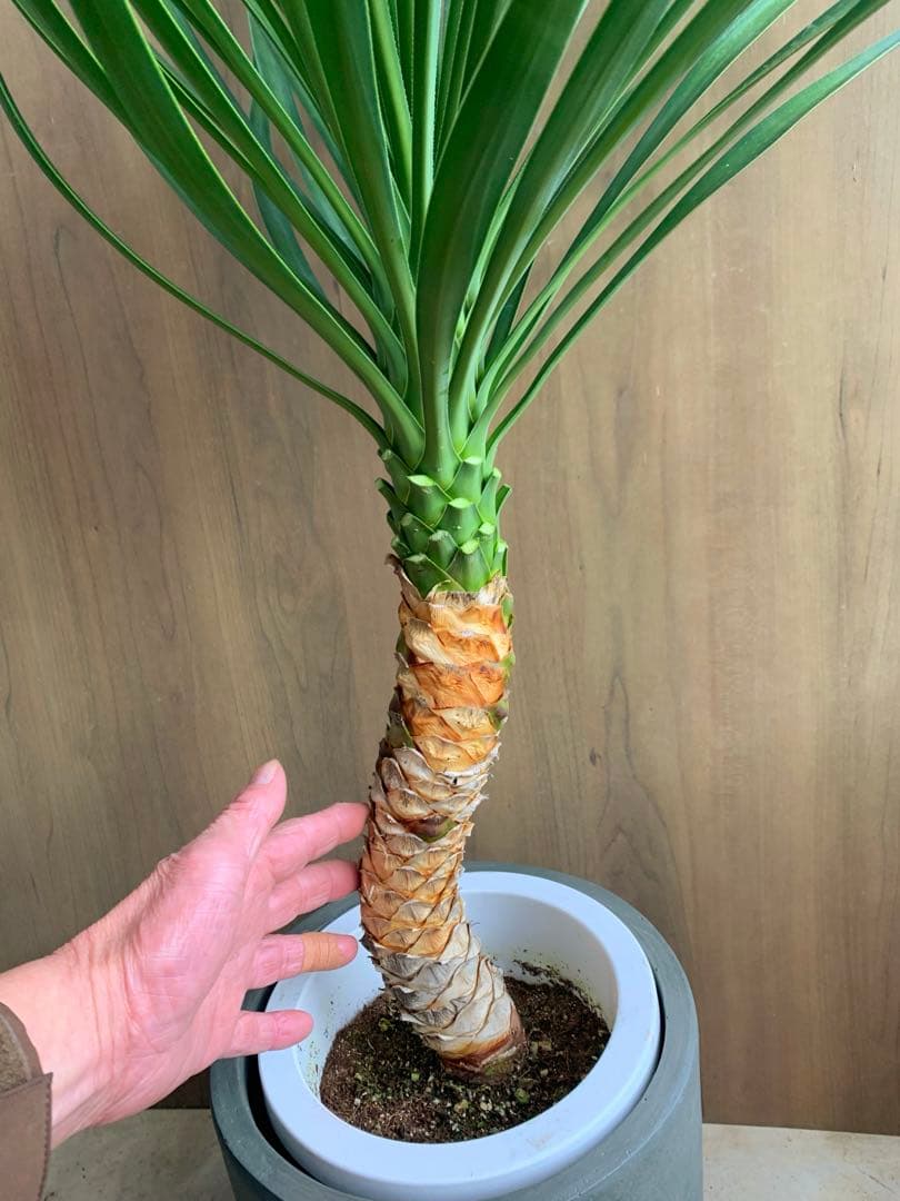 ユッカ・アロイフォリア　うねり　no2