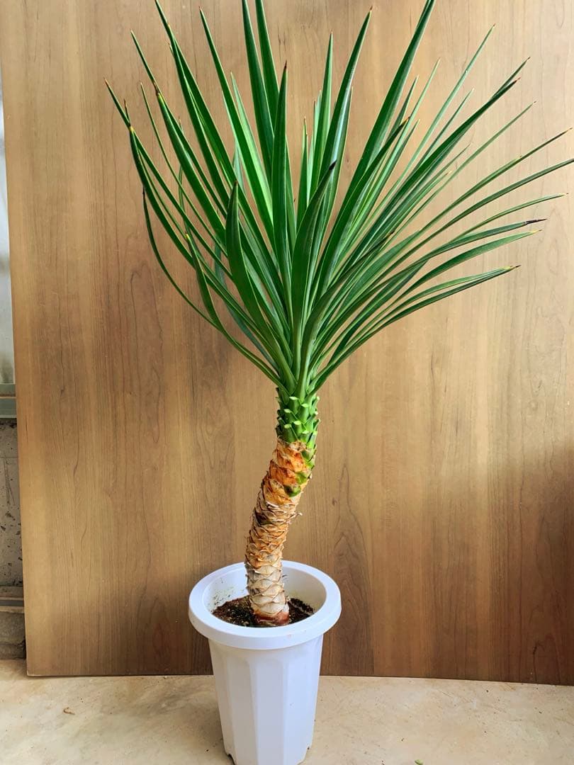 ユッカ・アロイフォリア　うねり　no2