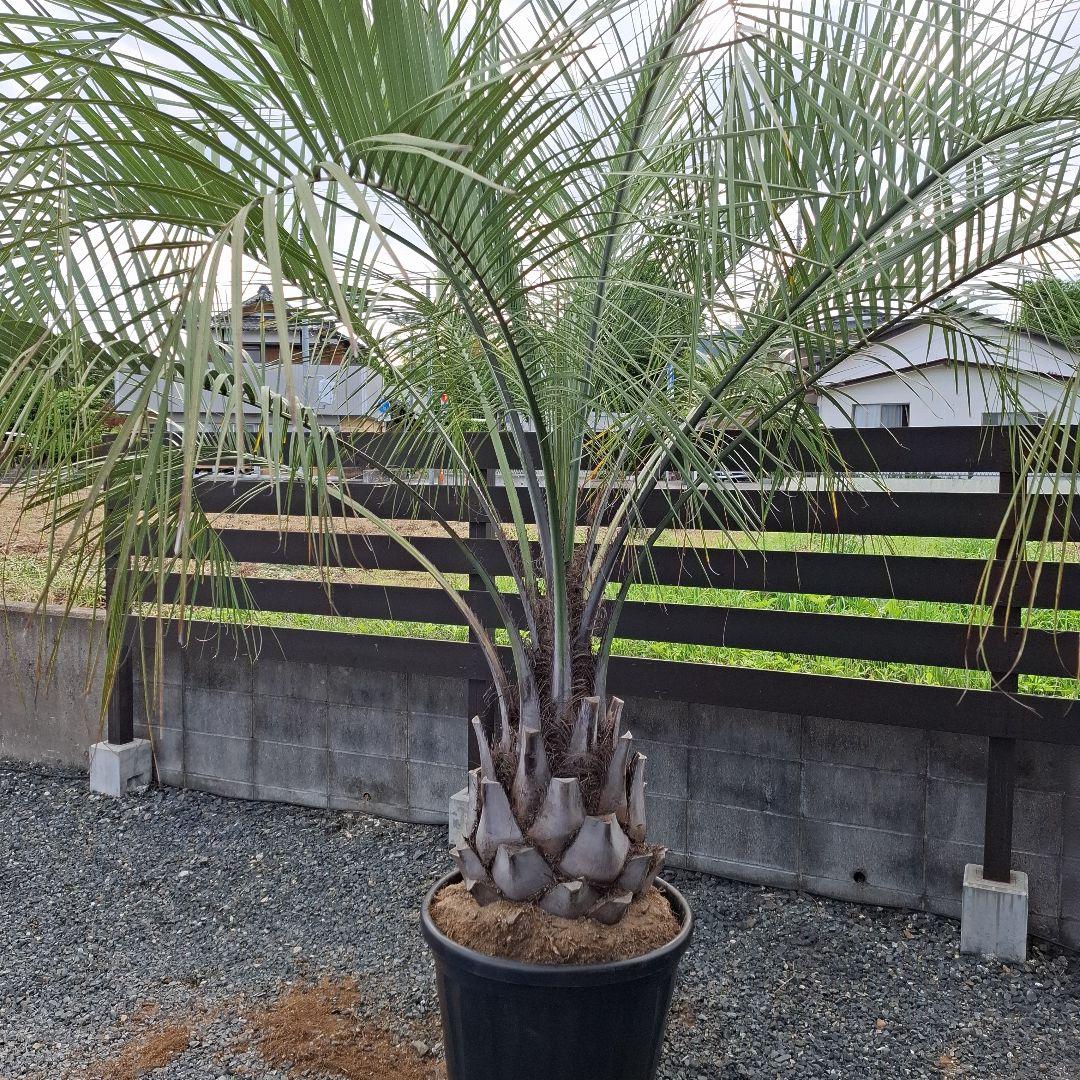 特価！　軒太！　ココスヤシ　高さ2m30位　幅3m位