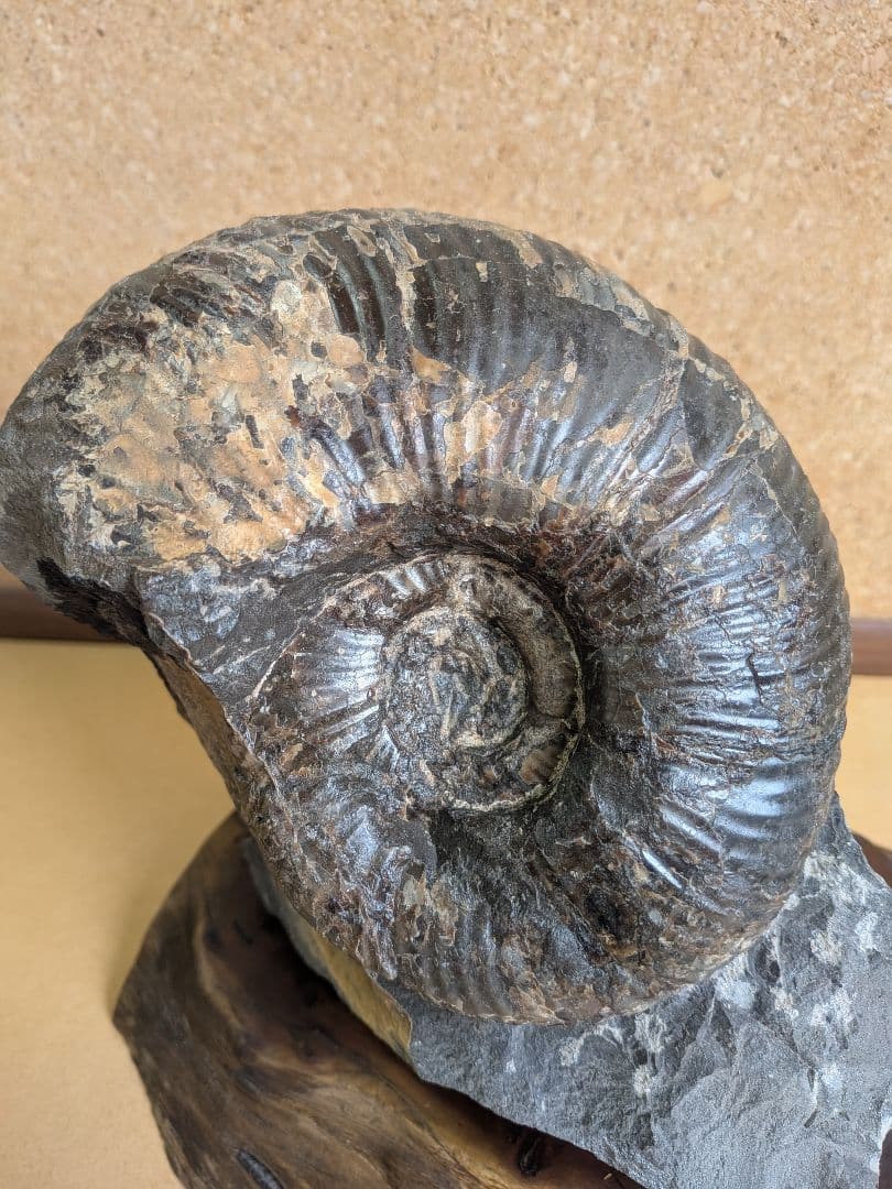 アンモナイト化石 13.0㎝(302)