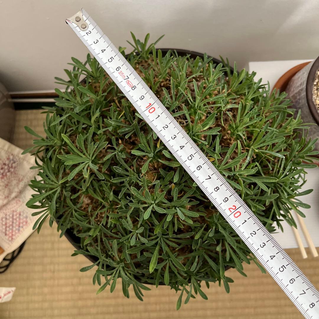 ユーフォルビア　峨眉山　特大　鉢付き　希少