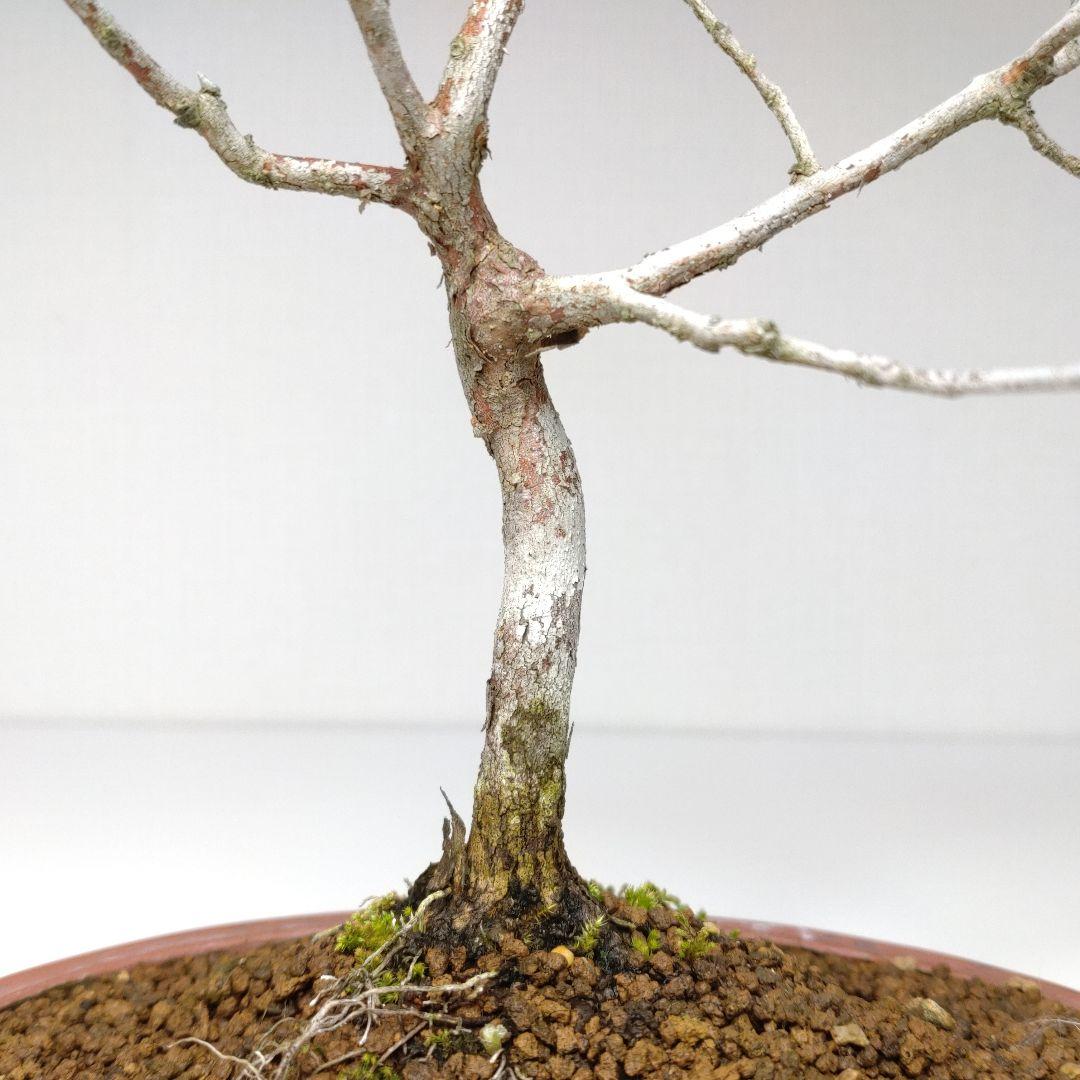 寒樹姫沙羅（ヒメシャラ）盆栽 SS027