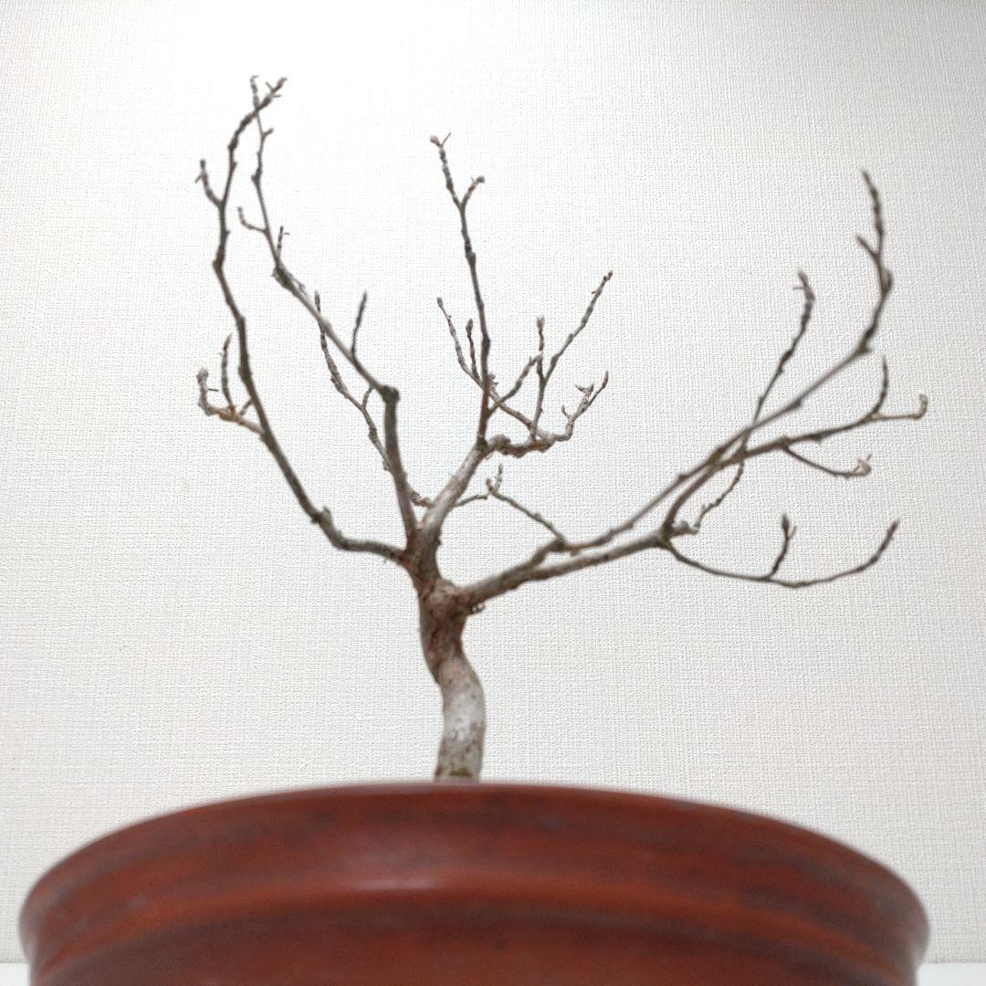 寒樹姫沙羅（ヒメシャラ）盆栽 SS027