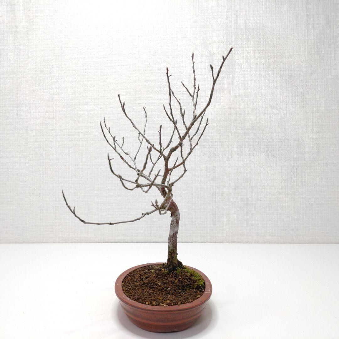 寒樹姫沙羅（ヒメシャラ）盆栽 SS027