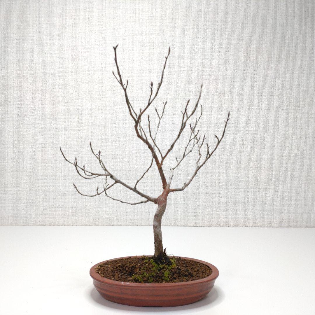 寒樹姫沙羅（ヒメシャラ）盆栽 SS027