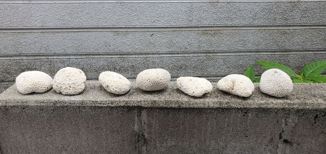 奄美群島産珊瑚  菊目石 天然石 海の宝石 ／貴重 インテリア オブジェ