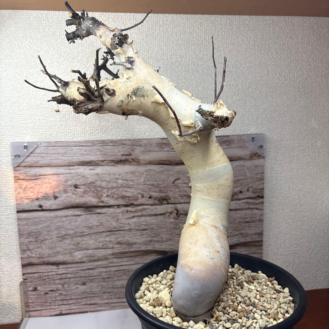 塊根植物 コミフォラ カタフ ピュア 美株