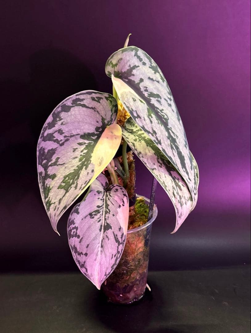 スキンダプサス・マリポサ 斑入り　1 大葉