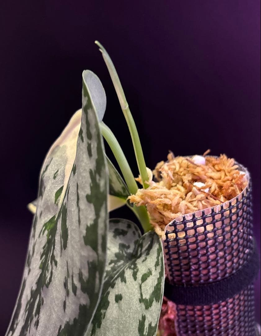 スキンダプサス・マリポサ 斑入り　1 大葉