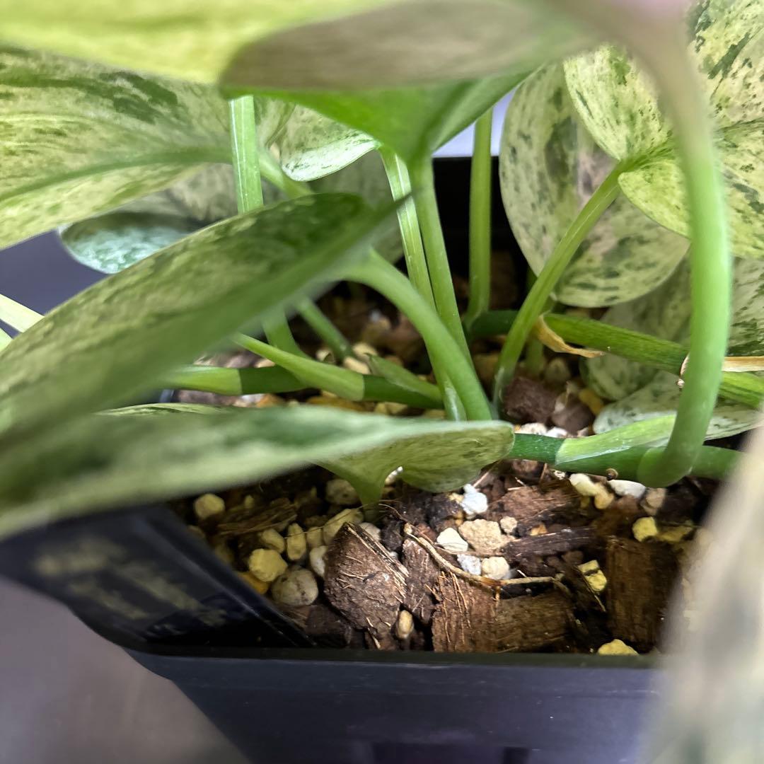 スキンダプサス ピースンマーブル わさわさ仕立て　1