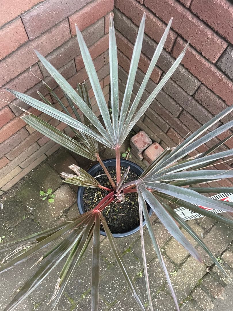 ビスマルキア　あ