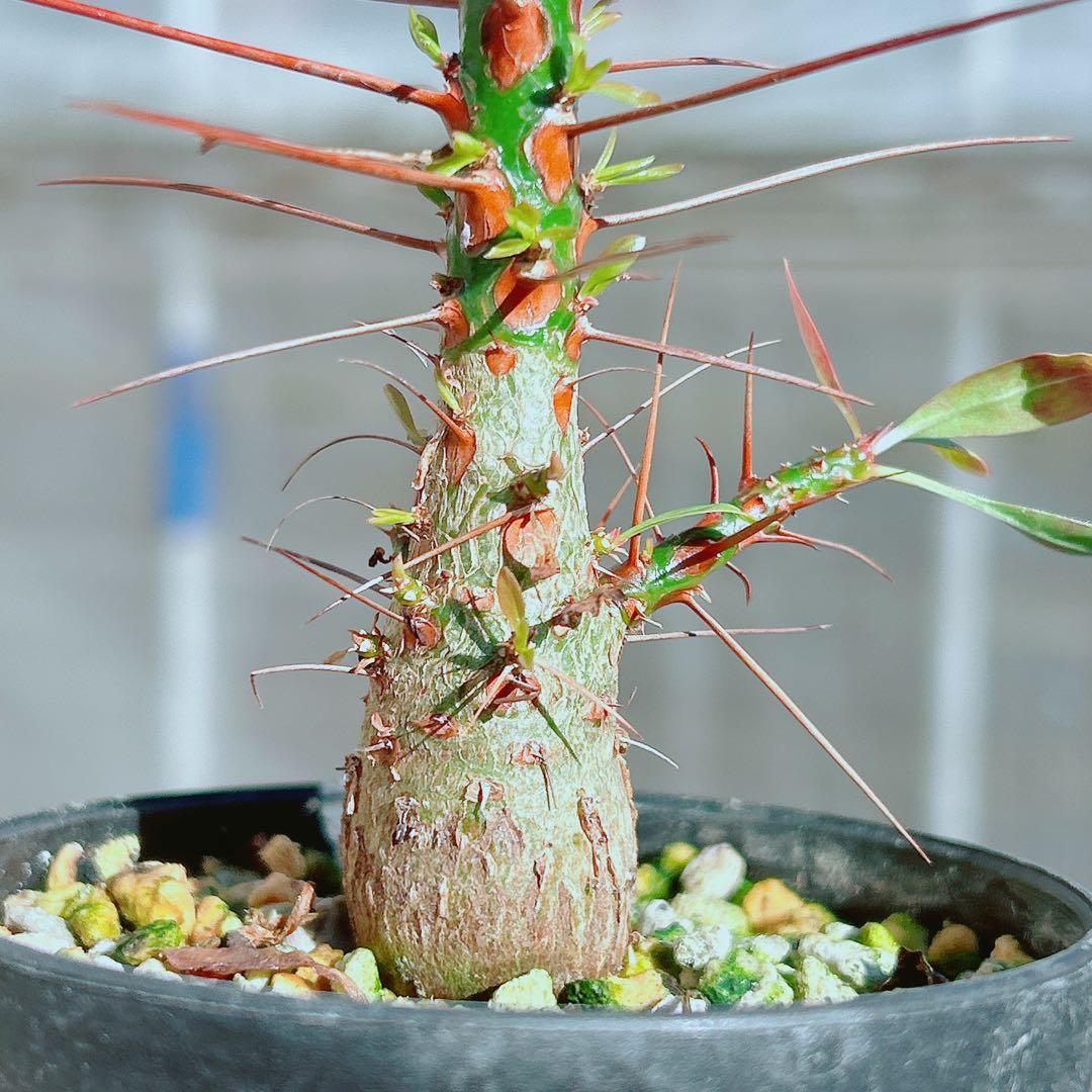 【早い者勝ち★国内実生株！】　フォークイエリア　プルプシー　鉢のまま発送　95