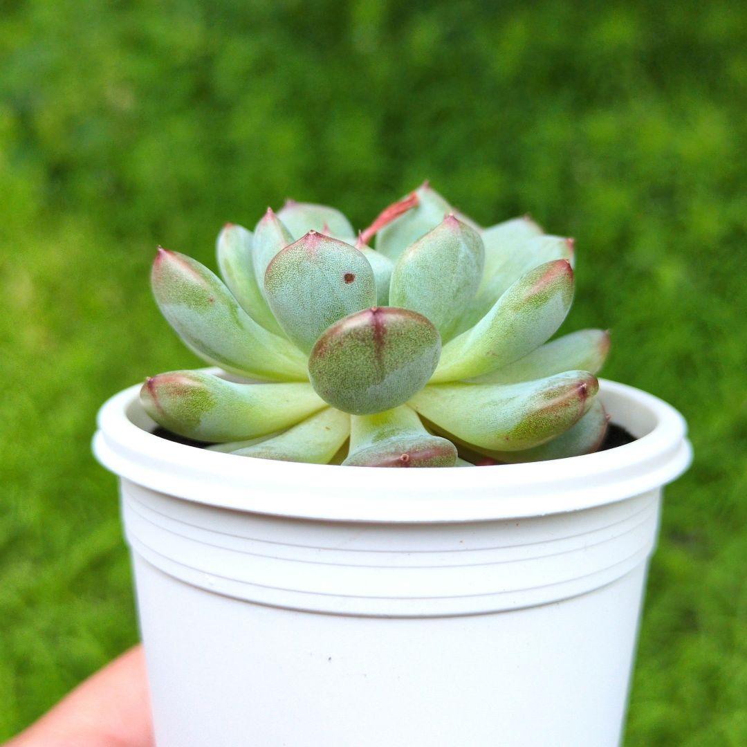 86. 多肉植物 ラウリンゼ×ミニマ 680円【抜き苗】