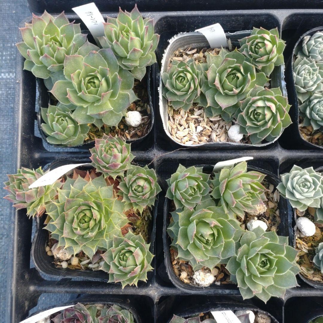 1ポット410円〜 センペルビウム26年1月 その10