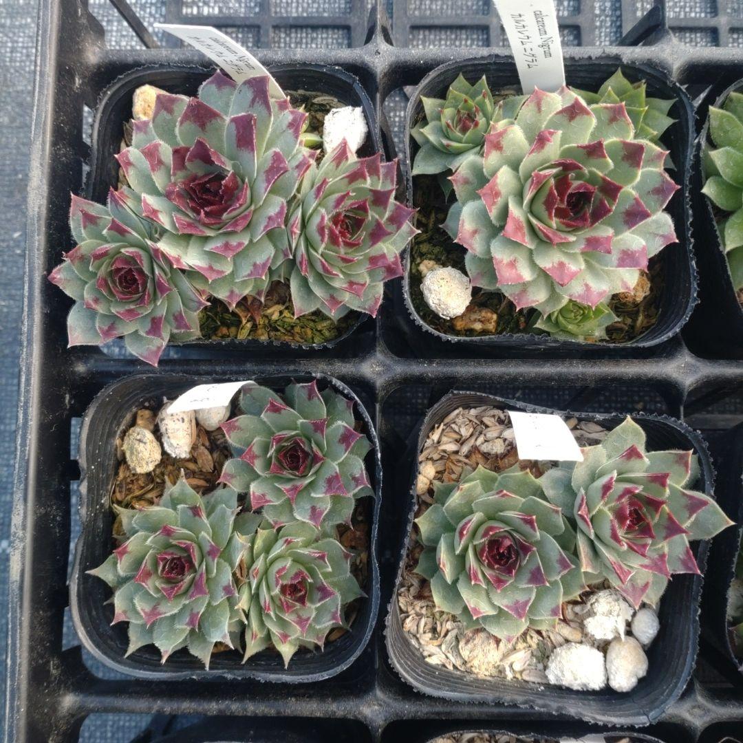 1ポット410円〜 センペルビウム26年1月 その10